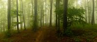 B3-00156-00 Wald im Nebel_HP